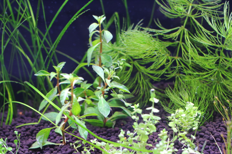 植栽から1日目